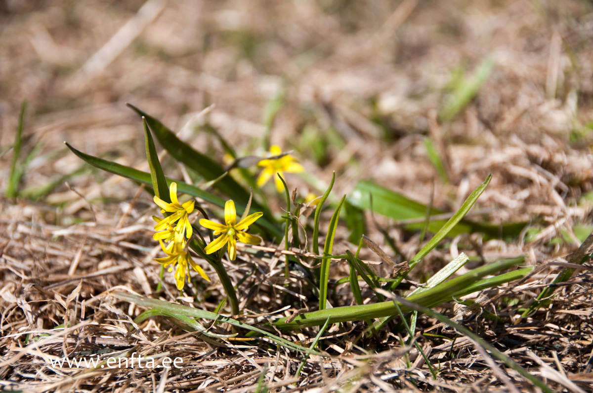 First brave in the cold wind out on the field